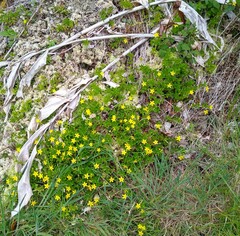 Lysimachia azorica