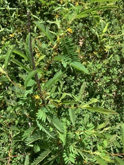 Chamaecrista nictitans