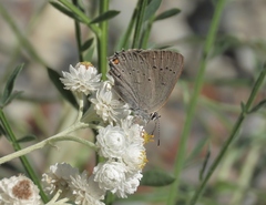 Satyrium sylvinus