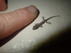 Lepidodactylus lugubris