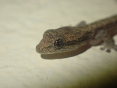 Lepidodactylus lugubris