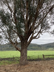 Eucalyptus botryoides