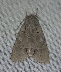 Acronicta radcliffei