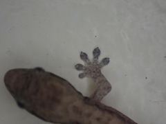 Lepidodactylus lugubris