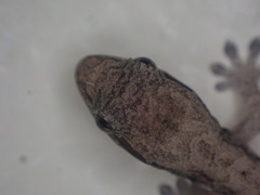 Lepidodactylus lugubris