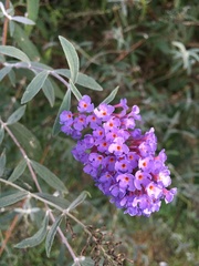 Buddleja