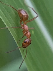 Formica pallidefulva