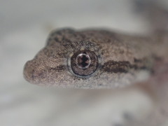 Lepidodactylus lugubris