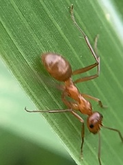 Formica pallidefulva