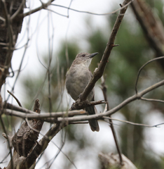 Colluricincla harmonica