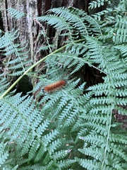 Phragmatobia fuliginosa