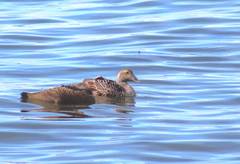 Somateria mollissima