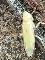 Parcoblatta virginica
