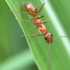 Formica pallidefulva