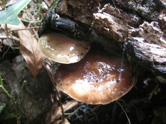 Pholiota polychroa