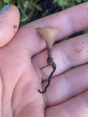 Ciborinia camelliae