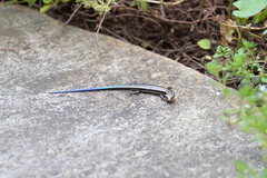 Plestiodon finitimus