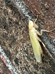 Parcoblatta virginica