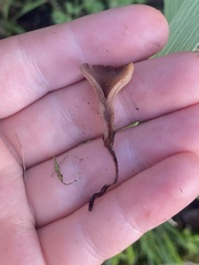 Ciborinia camelliae