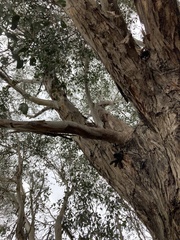 Eucalyptus botryoides
