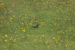 Platycercus caledonicus