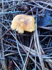 Heimiomyces tenuipes