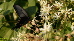 Papilio macilentus