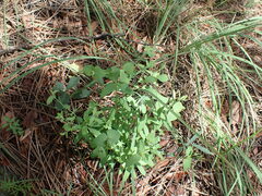 Tithymalus
