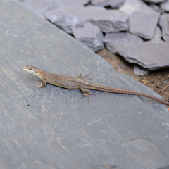 Takydromus tachydromoides