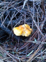 Heimiomyces tenuipes