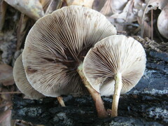 Pholiota polychroa