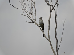 Ptiliogonys cinereus