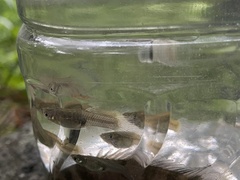 Poecilia reticulata