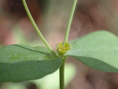 Tithymalus