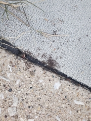 Tetramorium caespitum