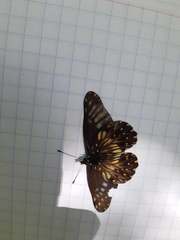 Catasticta flisa flisa