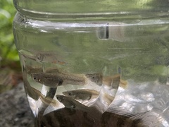 Poecilia reticulata
