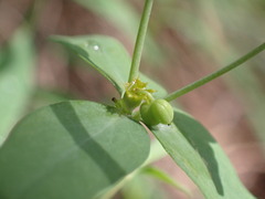 Tithymalus