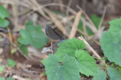 Atrocalopteryx atrata