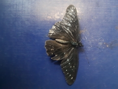 Catasticta flisa flisa