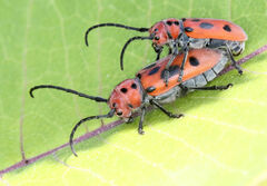 Tetraopes tetrophthalmus