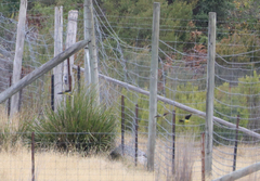 Neophema chrysostoma