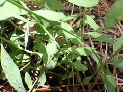 Tithymalus