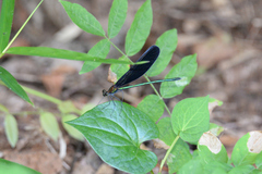 Atrocalopteryx atrata