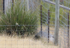 Neophema chrysostoma