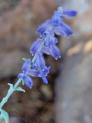 Salvia yangii