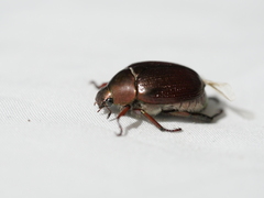 Rutelinae