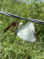 Ascia monuste monuste