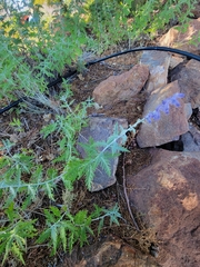 Salvia yangii