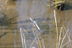 Orthetrum albistylum